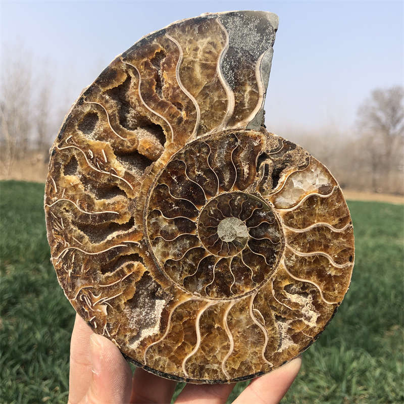 380g Natural Ammonite Fossil Quartz Crystal Specimen Reiki Healing eBay